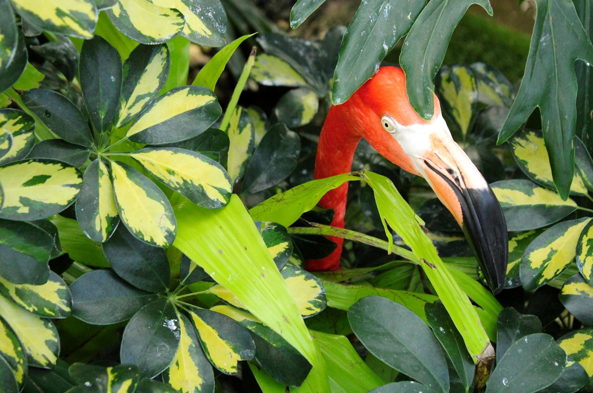 A flamingo peeking through the plants. National Aviary, Pittsburgh, PA. Photo by Adam Custer.