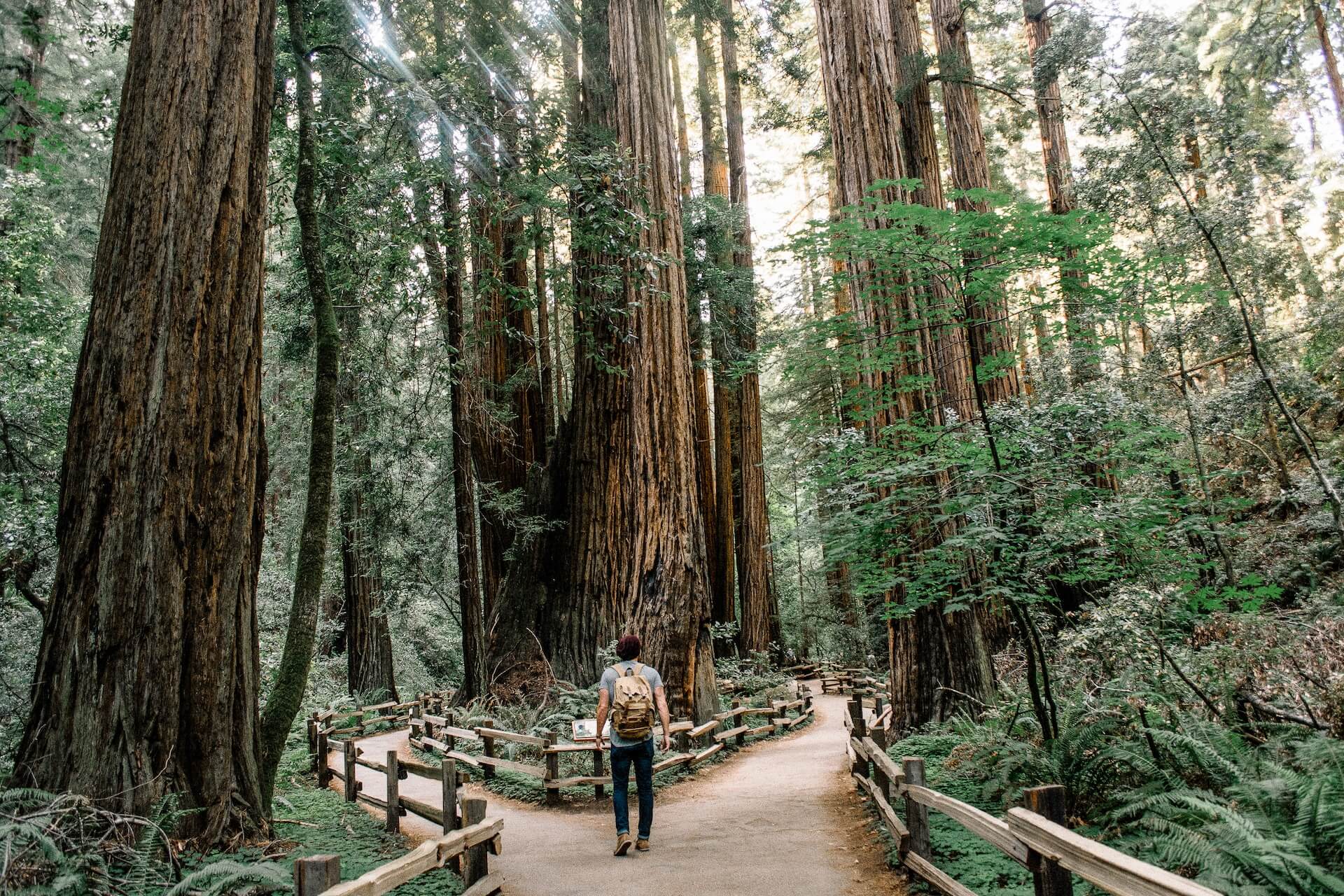 Muir Woods trails. Photo by Caleb Jones.