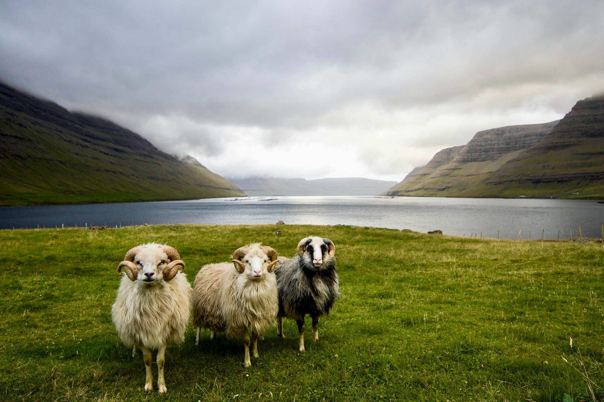A group of sheep on Faroe Islands. Photo by Dylan Shaw.