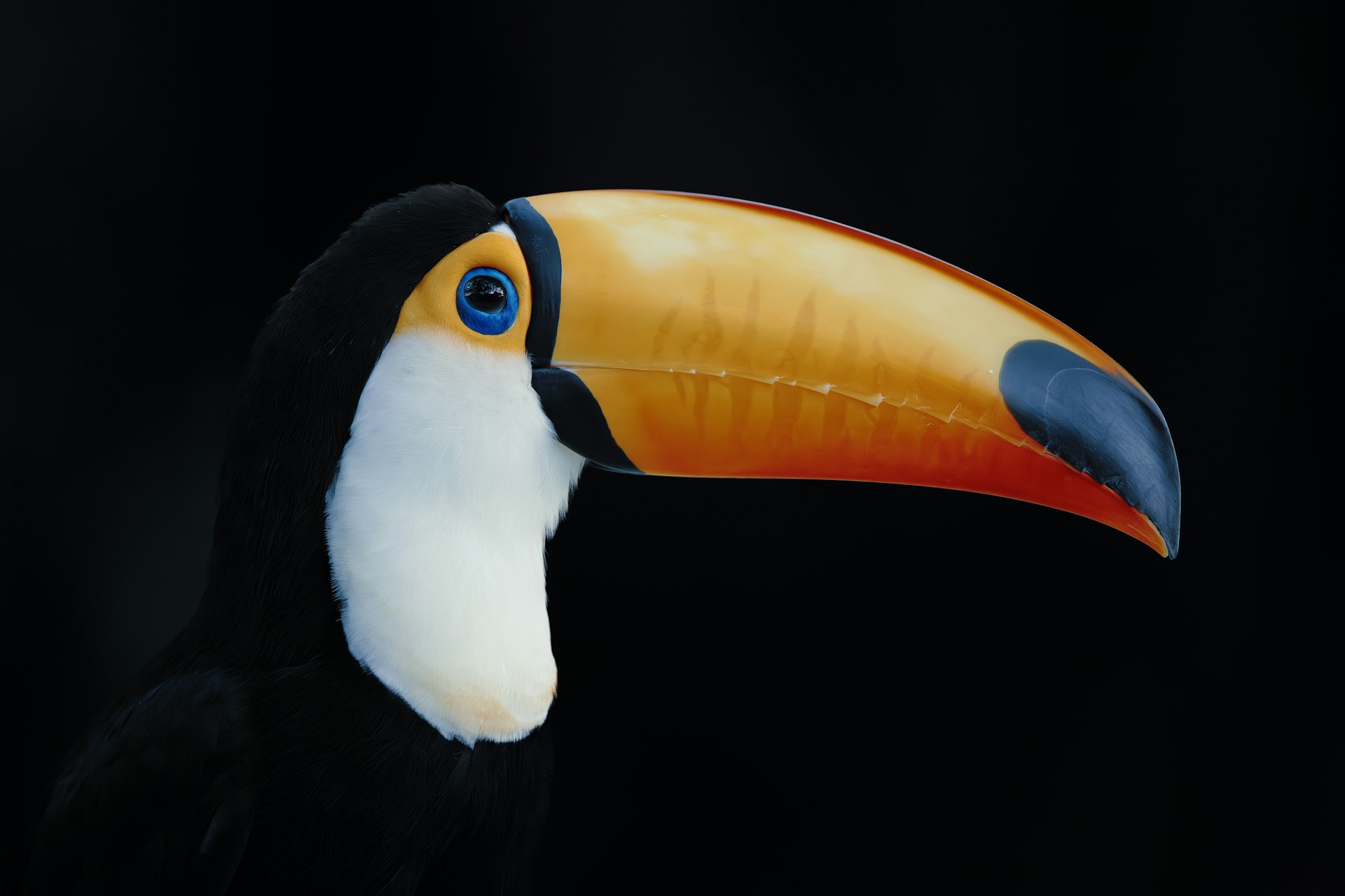 Toucan! Photo by Lambert Huang.
