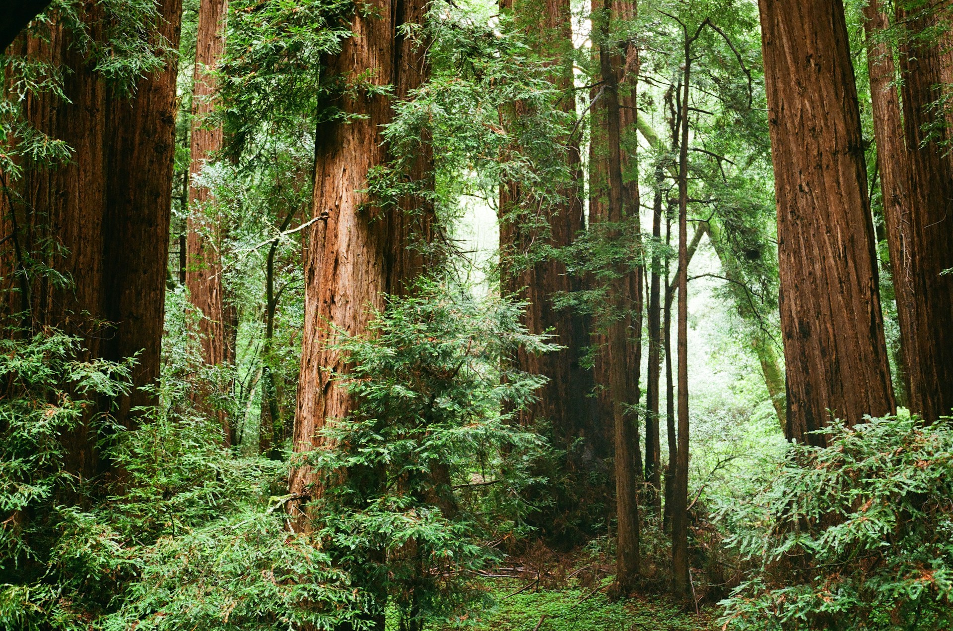 Coastal Redwoods in Muir Woods National Monument. Photo by Trey Hollins.
