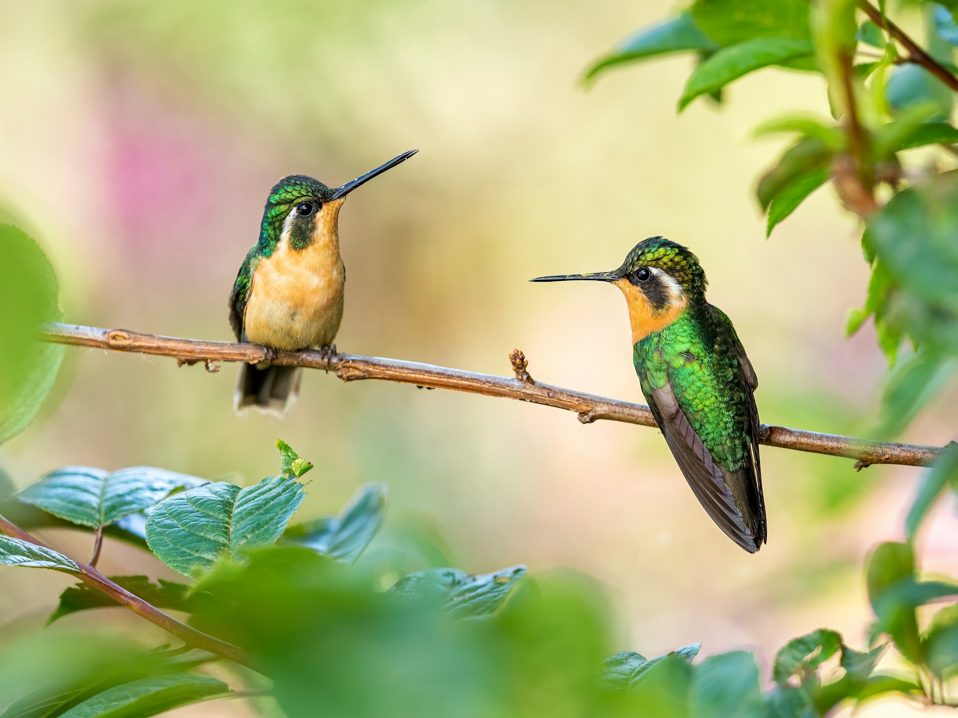 Hummingbirds. Photo by Zdeněk Macháček.